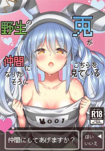 Yasei no Usagi ga Nakama ni Naritasou ni Kochira wo Miteiru cover
