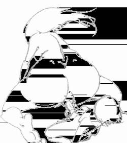 The love of the elderly