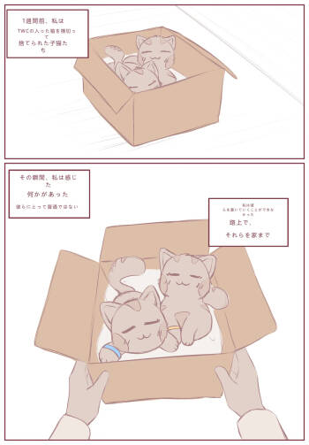 拾った子猫が女の子になりました cover