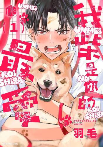 Ummei no Koi Shiba︱我「柴」是你的最爱 cover